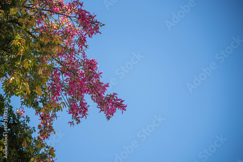 Ceiba speciosa tree photo