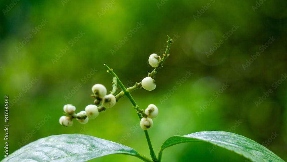 Chloranthus officinalis (Chloranthus erectus, Lowland Chloranthus, Rami Hutan, Sambau Paya, Sembau, Sigueh Puteh). This plant was popularly used as tea in Indonesia Chloranthus officinalis (Chloranthus erectus, Lowland Chloranthus, Rami Hutan, Sambau Paya, Sembau, Sigueh Puteh). This plant was popularly used as tea in Indonesia