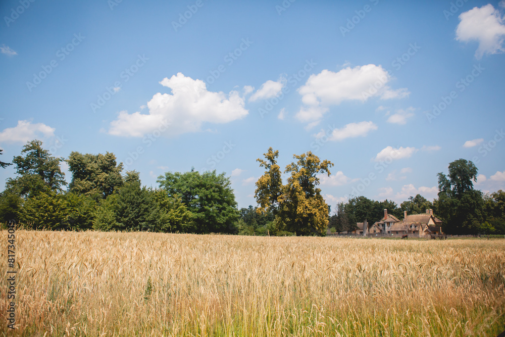 Looking out at a Wheat Field in France on a Sunny Day with Blue Skies Looking out at a Wheat Field in France on a Sunny Day with Blue Skies