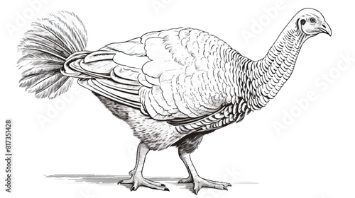 Turkey bird vector sketch style illustration isolat