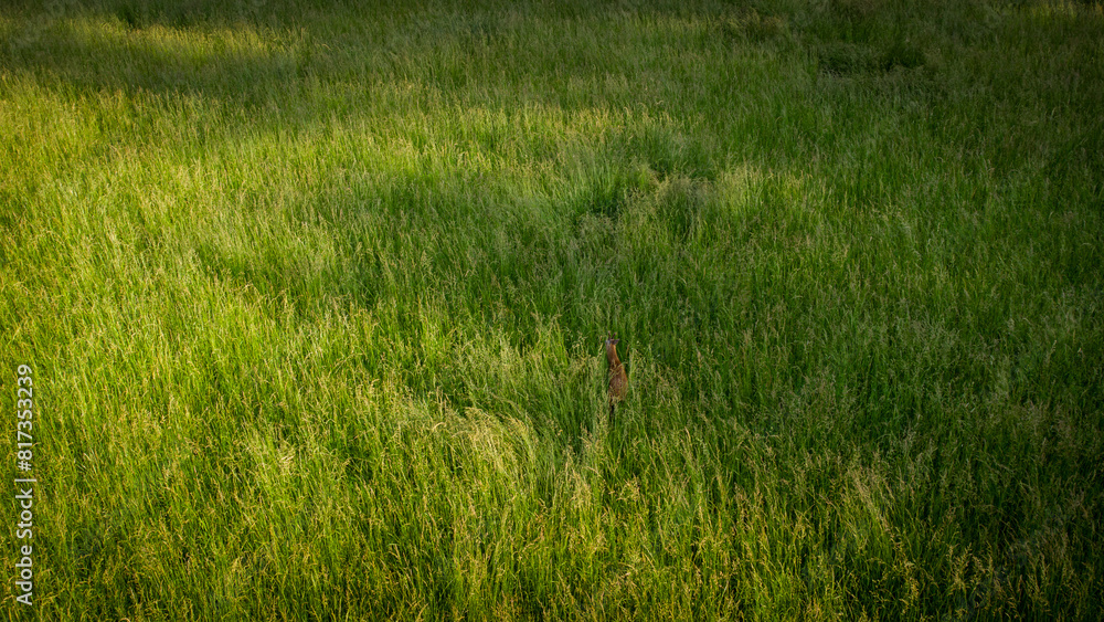 Drohnenaufnahme mit einem ruhenden Reh in hohem Gras Drohnenaufnahme mit einem ruhenden Reh in hohem Gras