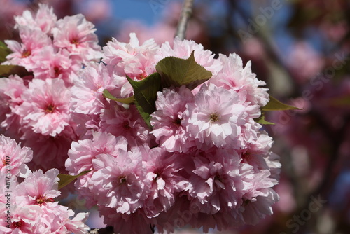 Sweden. The cherry blossom, or sakura, is the flower of trees in Prunus subgenus Cerasus