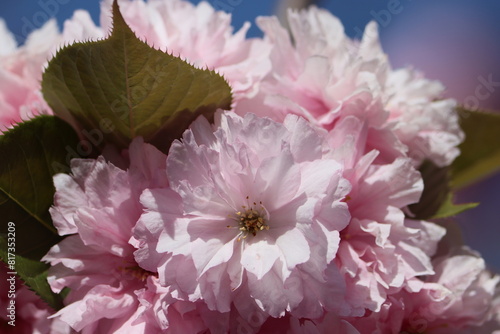 Sweden. The cherry blossom, or sakura, is the flower of trees in Prunus subgenus Cerasus