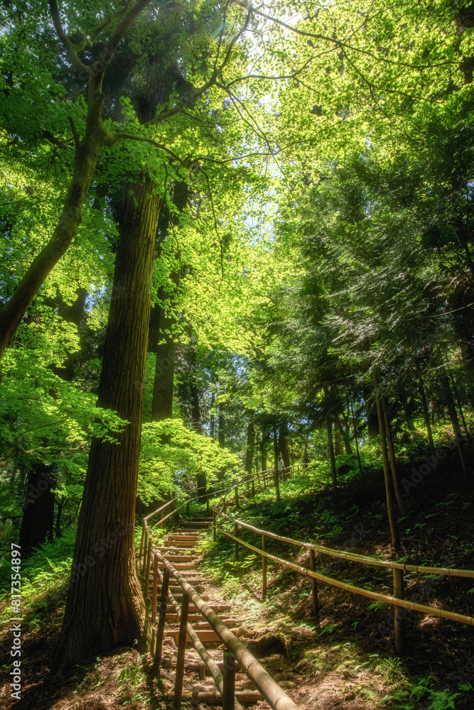 Obraz premium 岩手県 新緑の中尊寺 