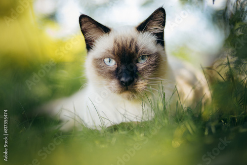 Portrait of a siamese cat