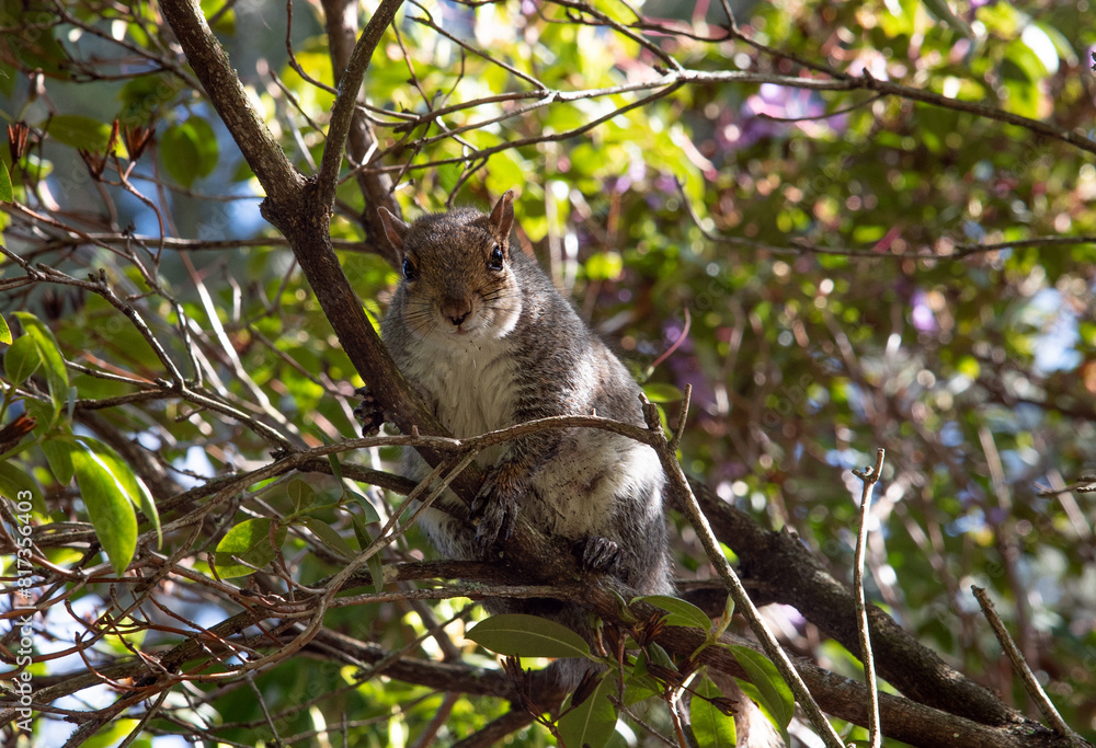Grey Squirrel (Sciurus carolinensis) in the park, Ireland Grey Squirrel (Sciurus carolinensis) in the park, Ireland