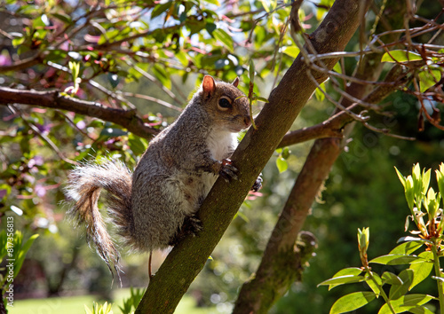 Grey Squirrel (Sciurus carolinensis) in the park, Ireland © Sunday