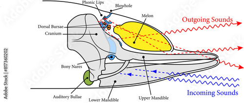 Vector illustration illustrating sound generation, propagation and reception in a toothed whale