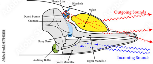 Vector illustration illustrating sound generation, propagation and reception in a toothed whale photo