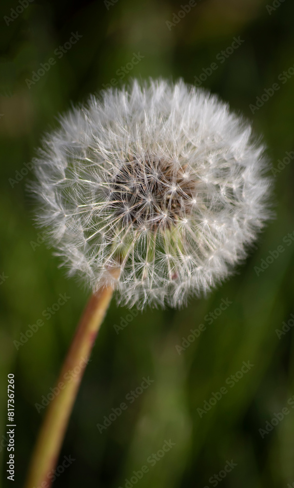 Fototapeta premium Damndelion