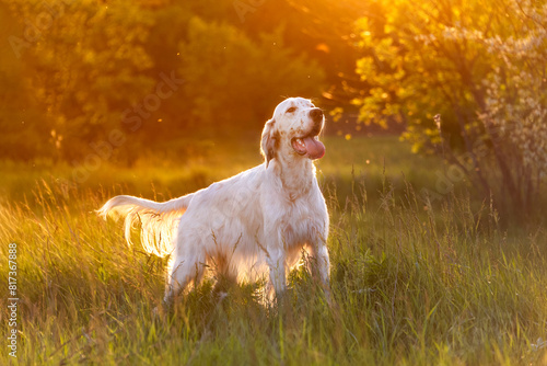 A beautiful white English setter stands in the tall grass in the rays of the evening sun. Pheasant and partridge hunting. Hunting dogs. Soft focus. Selective focus.