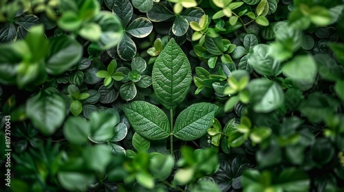 Background texture of leaves. Background of green leaves. Sustainability and environmental friendliness