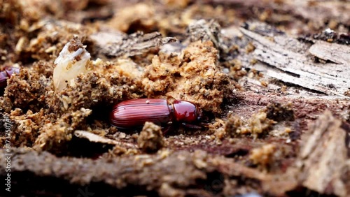 Darkling beetle on rotten wood. Darkling beetle is the common name for members of the beetle family Tenebrionidae, comprising over 20,000 species in a cosmopolitan distribution photo