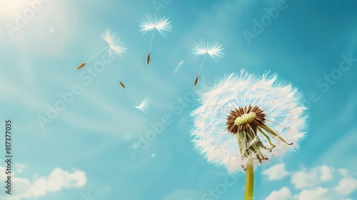 Dandelion flower with seeds flying away by wind at blue sky landscape background