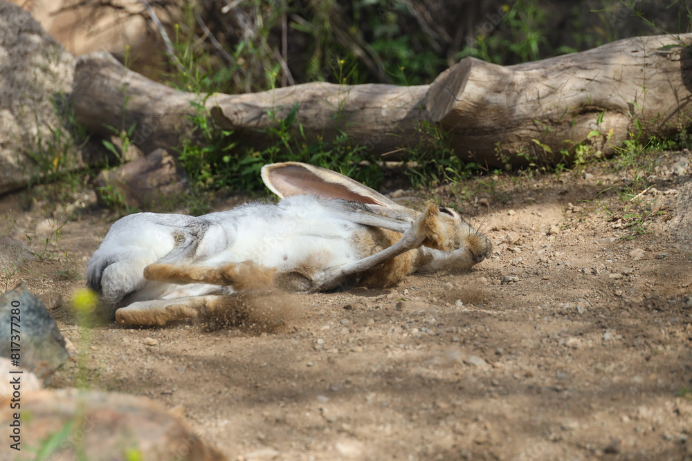 Jackrabbit rolling in the dirt in the desert Jackrabbit rolling in the dirt in the desert