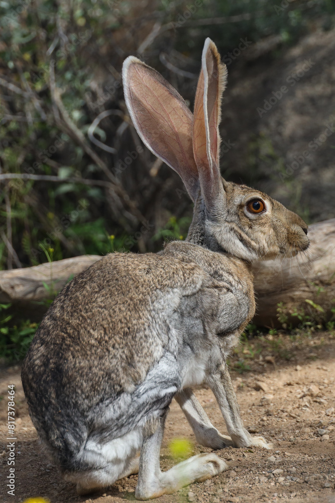 Jackrabbit in the desert
