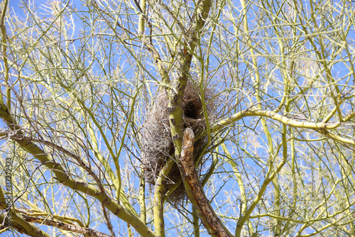 Bird nest in tree branches photo