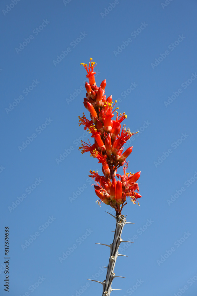 Red ocotillo cactus flowers, close-up
Red ocotillo cactus flowers, close-up