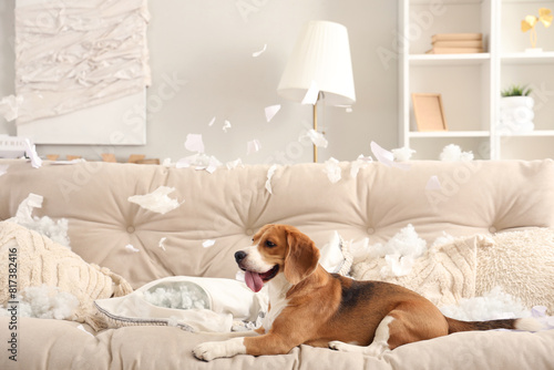 Naughty Beagle dog with torn pillows lying on sofa in messy living room