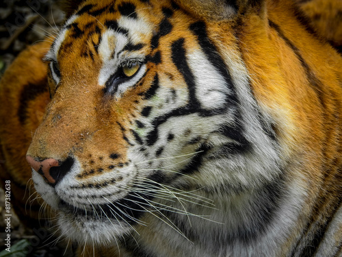 Close up de Tigre asi  tico en su estado natural.