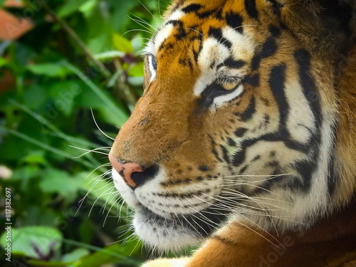 Close up de Tigre asiático en su estado natural.