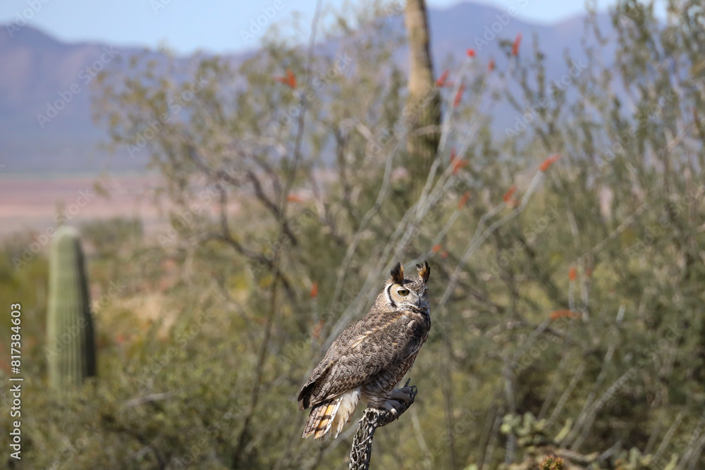 Fototapeta premium Great horned owl perched on dead cactus 