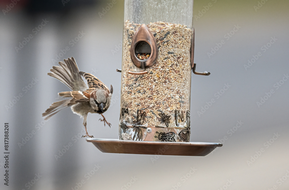 Fototapeta premium a house finch with wings out comes to land on a feeder