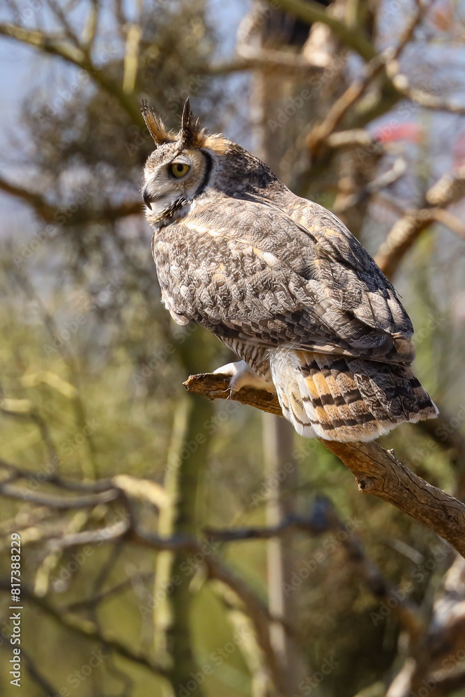 Fototapeta premium Great horned owl perched on dead cactus 