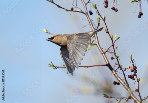 a cedar waxwing takes flight from a flowering crab tree in spring