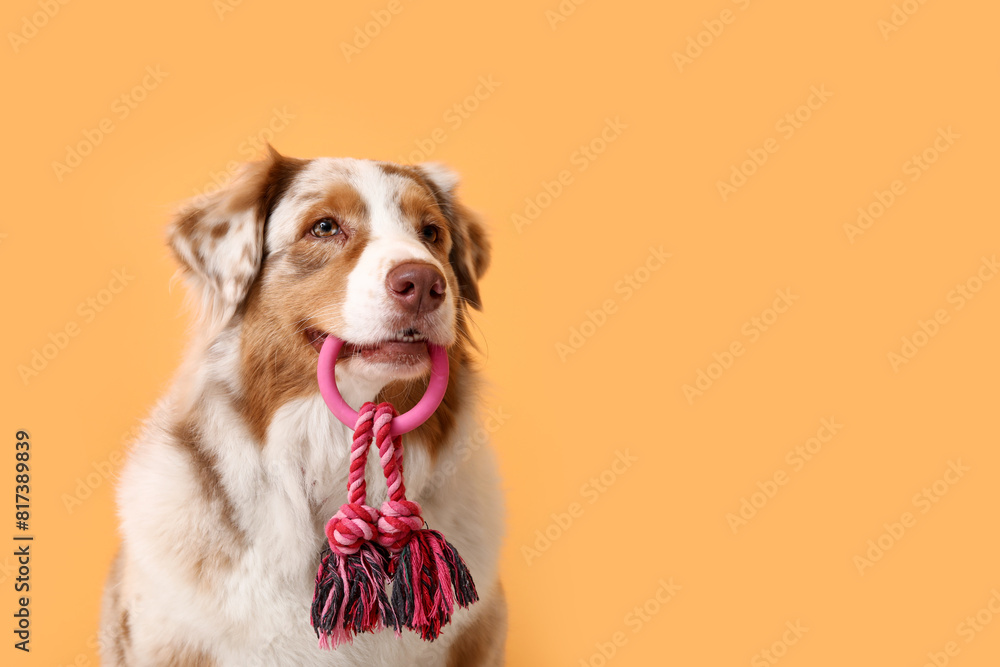 Fluffy Australian Shepherd dog with rope toy sitting near orange wall Fluffy Australian Shepherd dog with rope toy sitting near orange wall