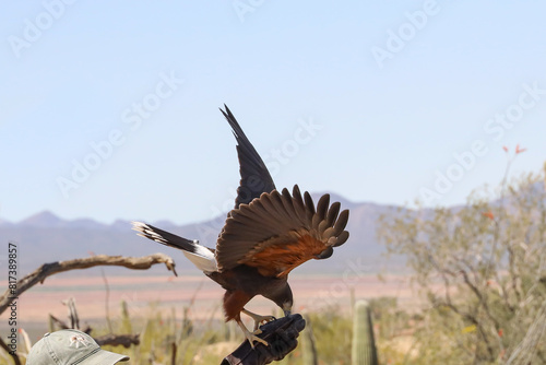 Harris Hawk perched on gloved hand photo