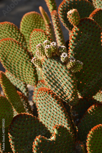 Rabbit Ears Cactus Close-Up