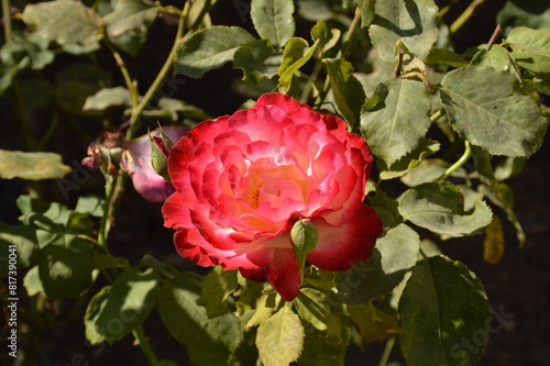 Floribunda Rose in Bloom