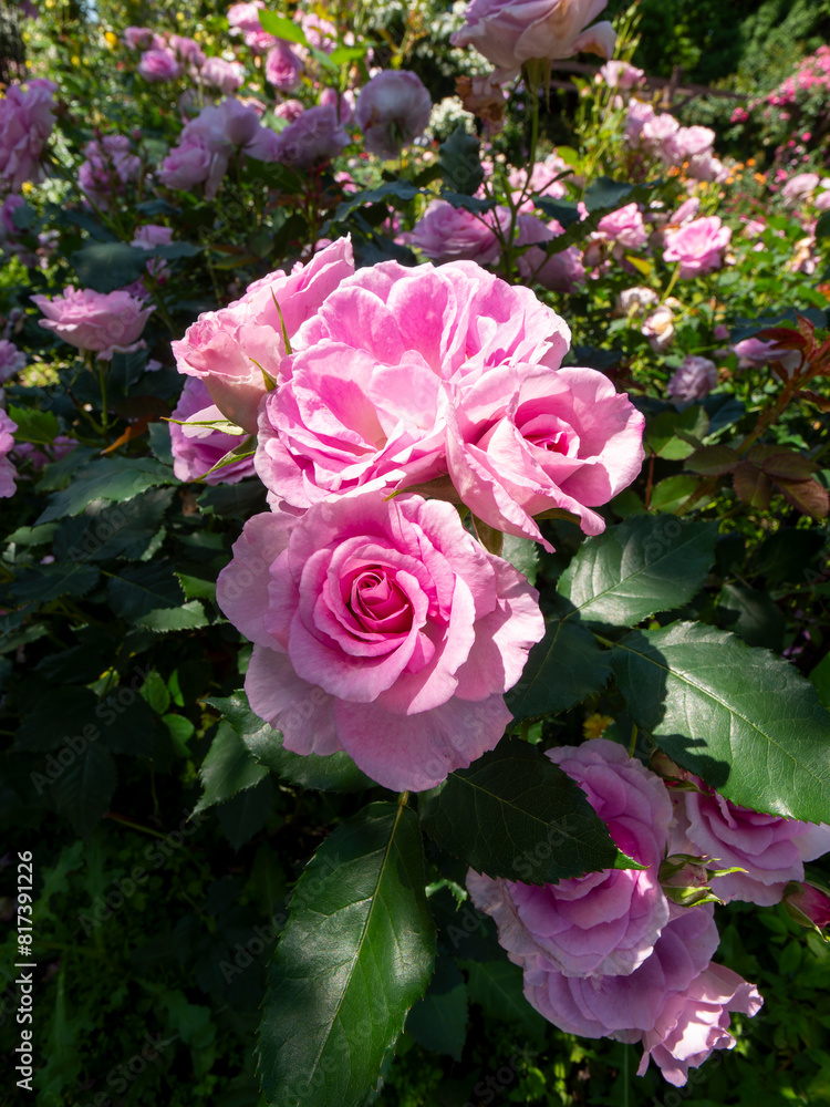 植物園に咲くピンクの薔薇