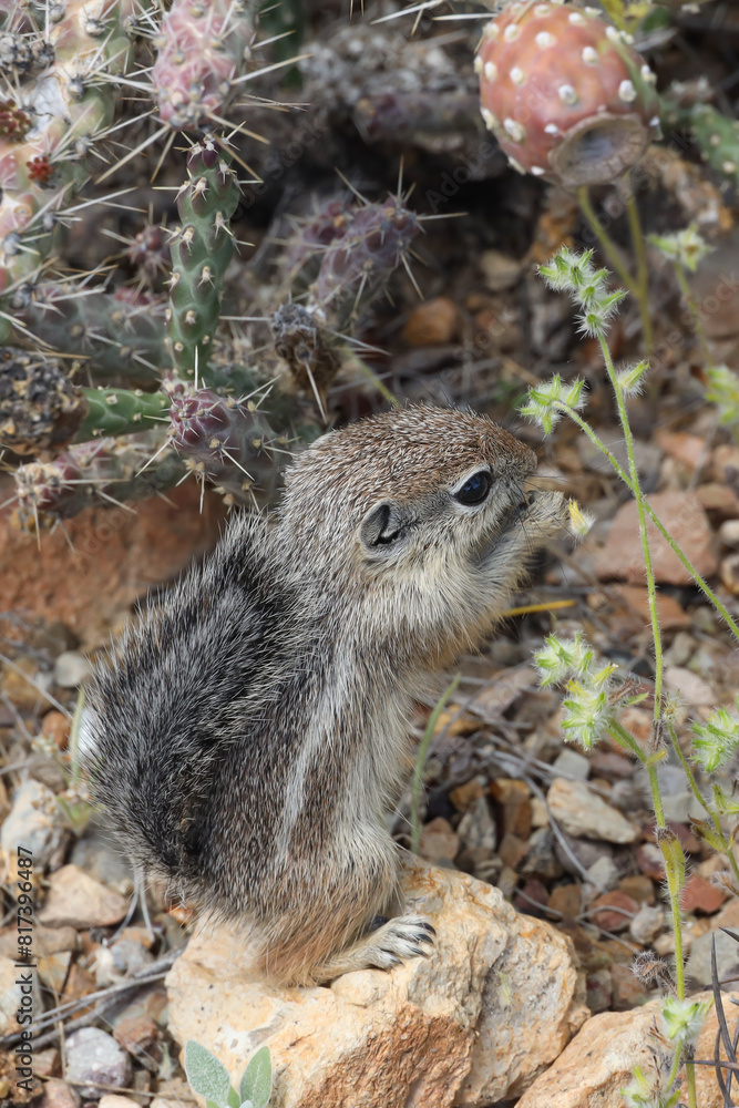 Fototapeta premium Juvenile ground squirrel