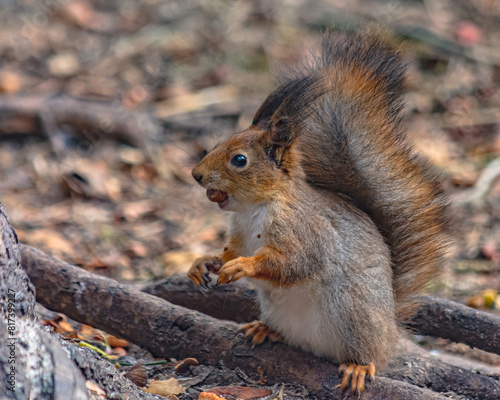 A forest squirrel running between trees in search of food
