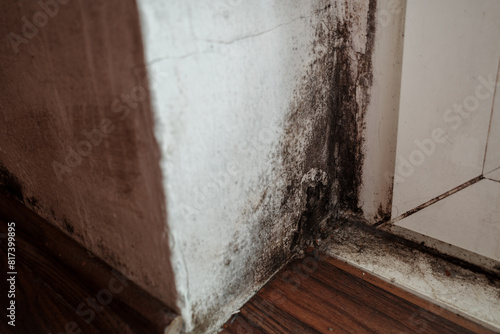 Photos Spot of mold, mould, mildew or fungus on at corner of white wall above beside frame of door