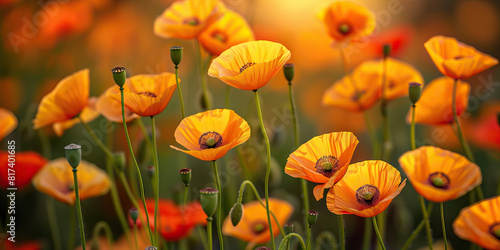  Entrancing field of gold-tipped opium poppies dance in the breeze  captivating with their hypnotic beauty.