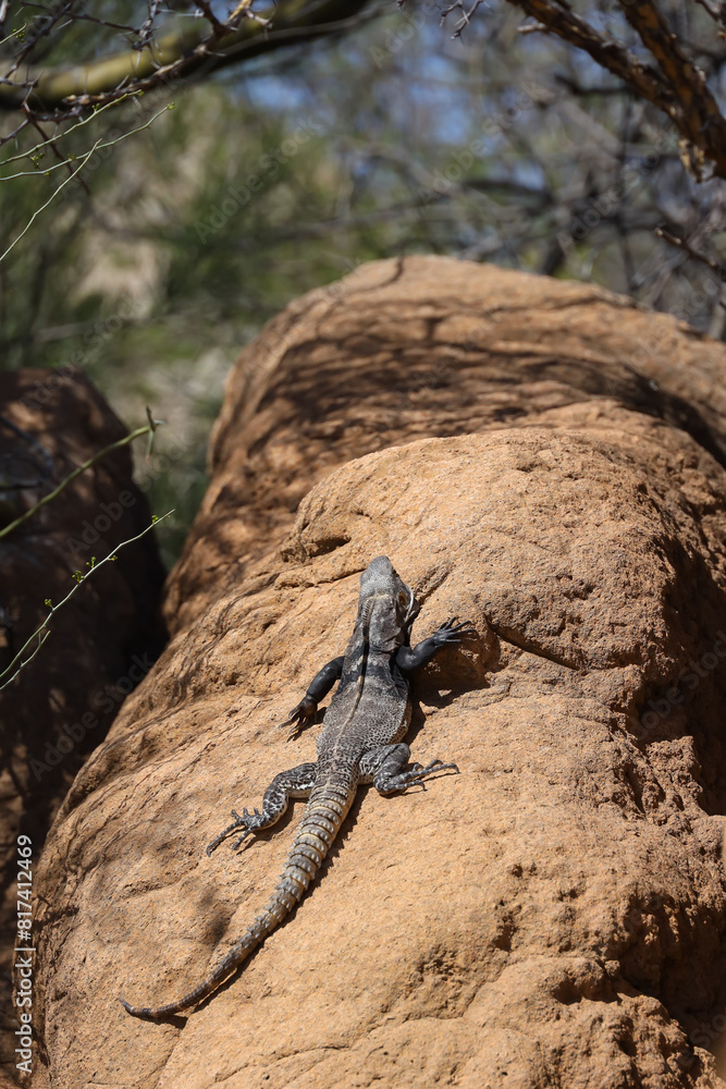 Obraz premium Lizard sunning on a rock