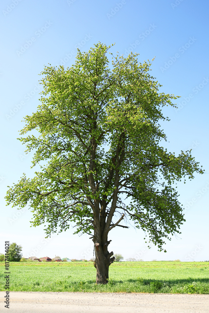 Fototapeta premium Beautiful tree with green leaves on branches outdoors