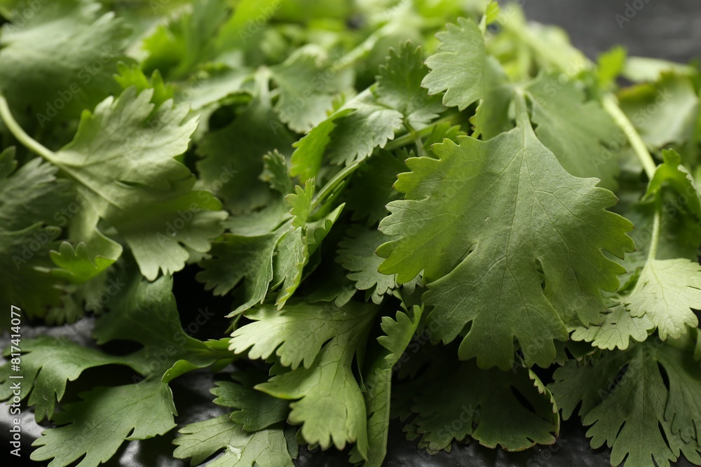Fresh green coriander leaves on table, closeup Fresh green coriander leaves on table, closeup