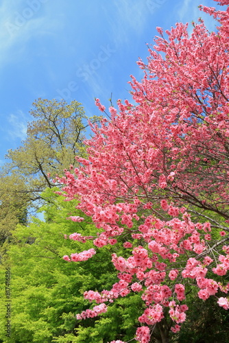 関山桜	