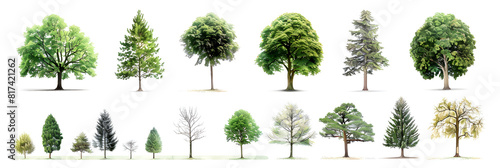 Alphabetical Representation of WB Tree Species