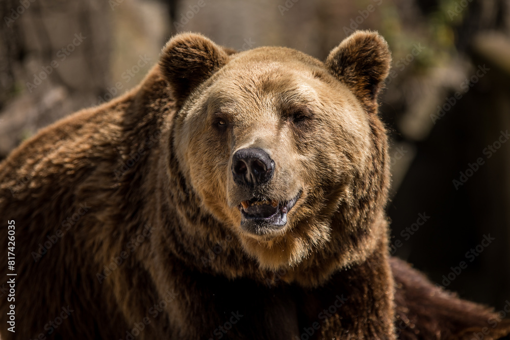 Closeup of a Kodiak bears snout staring at the camera Closeup of a Kodiak bears snout staring at the camera