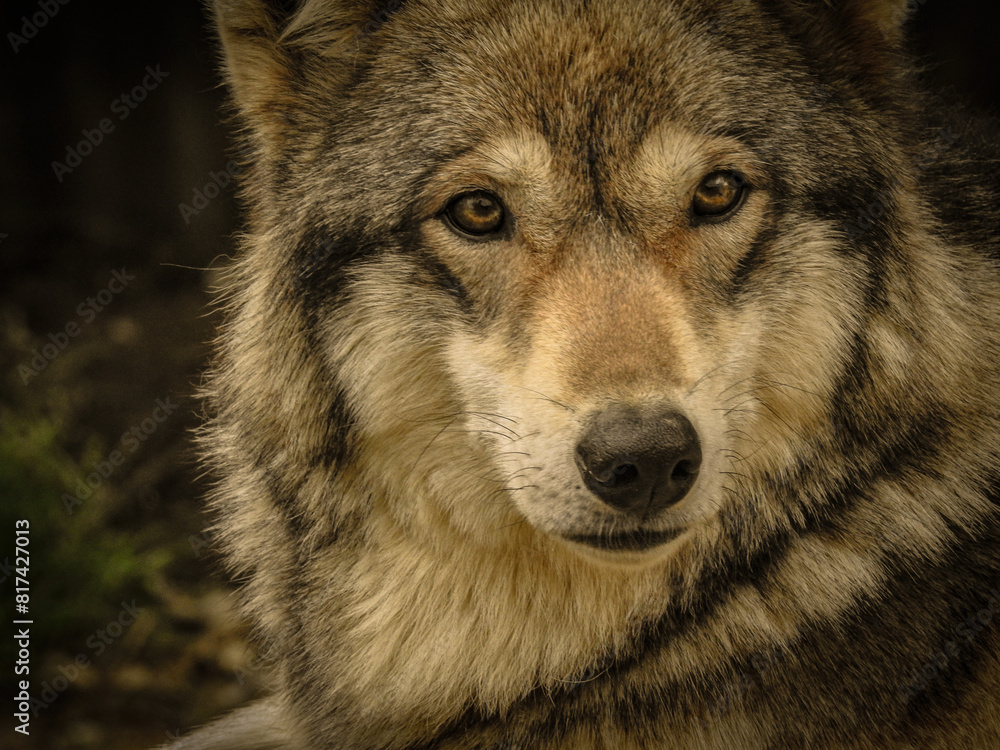 Fototapeta premium Close up de Lobo de Norteamérica, foto de primer plano detalle de un majestuoso lobo.