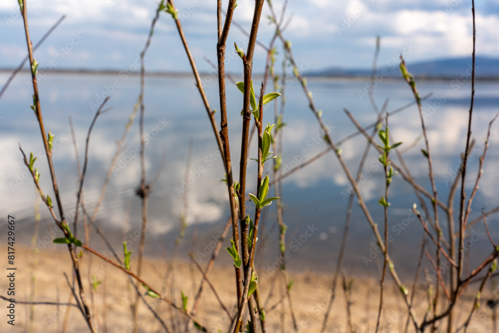 In spring, the first buds blossom on the trees against the backdrop of the lake In spring, the first buds blossom on the trees against the backdrop of the lake