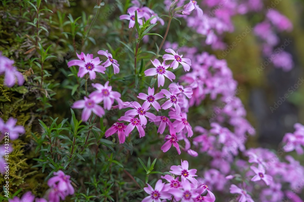 ひっそりと咲く満開の赤紫の芝桜 ひっそりと咲く満開の赤紫の芝桜