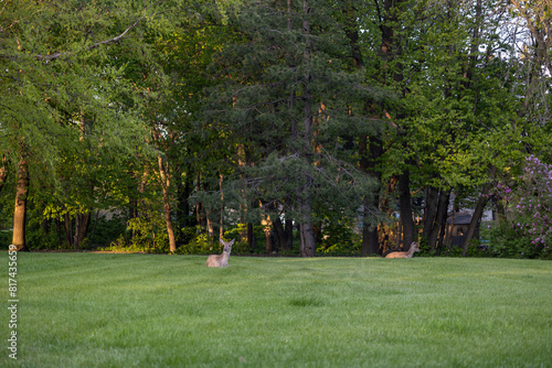A pair of white-tailed deer (odocoileus virginianus) relaxing in a grassy yard near dusk