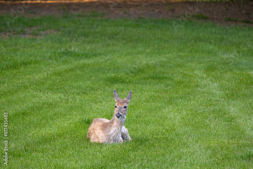Solitary white-tailed deer (odocoileus virginianus) relaxing in a grassy yard near dusk