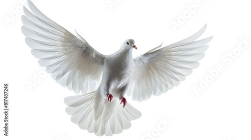 a white dove on white background